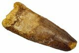 Fossil Spinosaurus Tooth - Feeding Worn Tip #345459-1